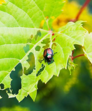 Japanese beetle sitting on a leaf with holes