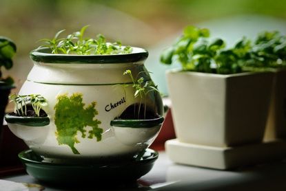 Indoor Ceramic Potted Chervil Plants