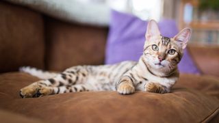 Bengal kitten lying on couch