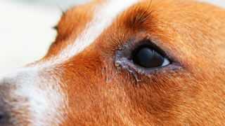 Eye discharge in dogs shown on a red colored dog