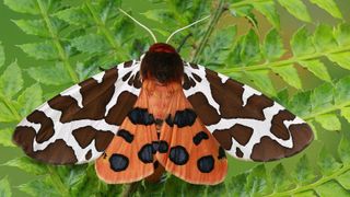 A garden tiger moth on a fern