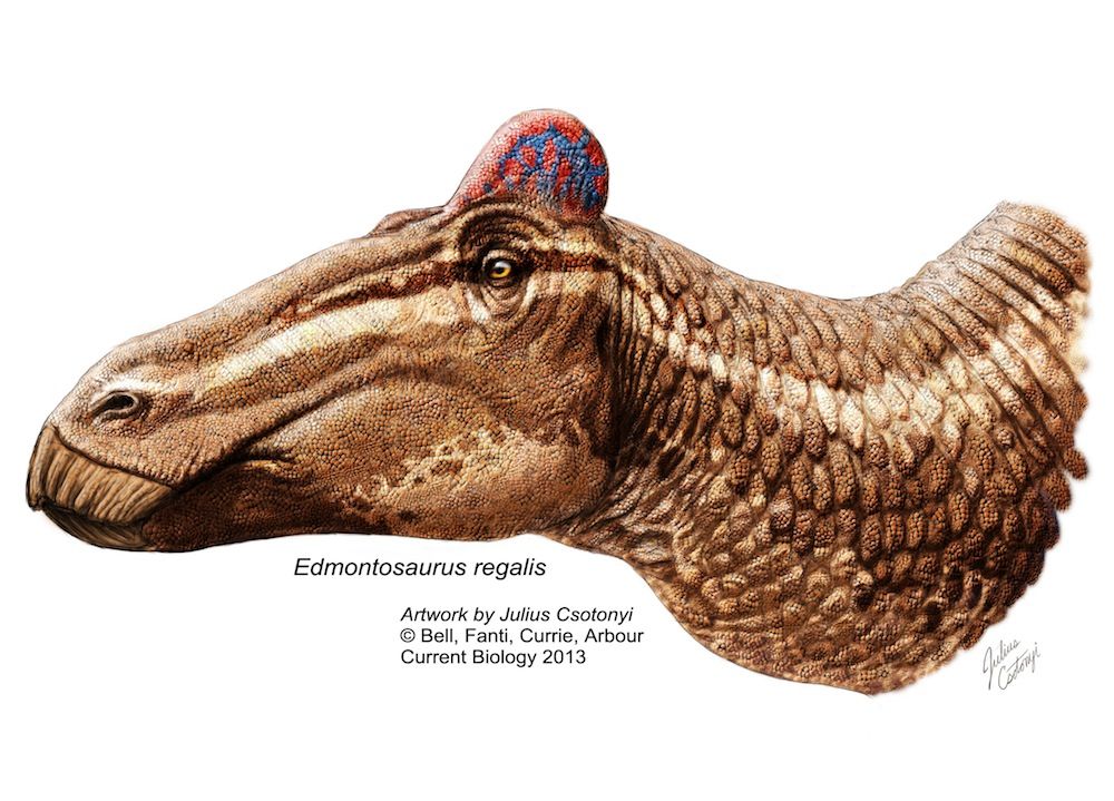 Duck billed dinosaur with comb