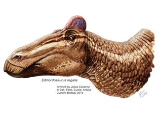 Duck billed dinosaur with comb