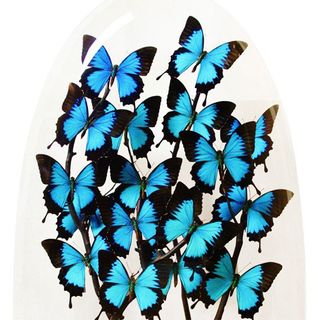 butterfly painting with white background