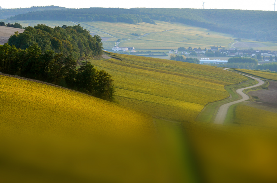 Domaine-Roy, Chablis
