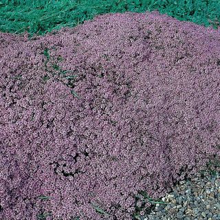 flowering creeping thyme spreading as ground cover