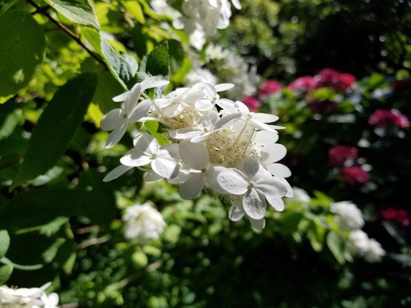 Galaxy Note 7 sample photo