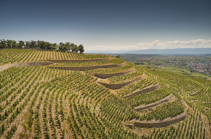 Delas vineyard Hermitage