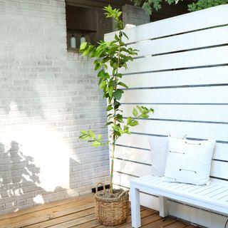 a small green tree inside a wicker planter on a decking