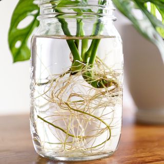 A close-up of a plant's roots sprouting after propagation from a cutting