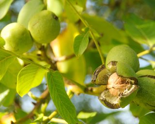 Rami di un albero di noce con foglie verdi e noci immature.