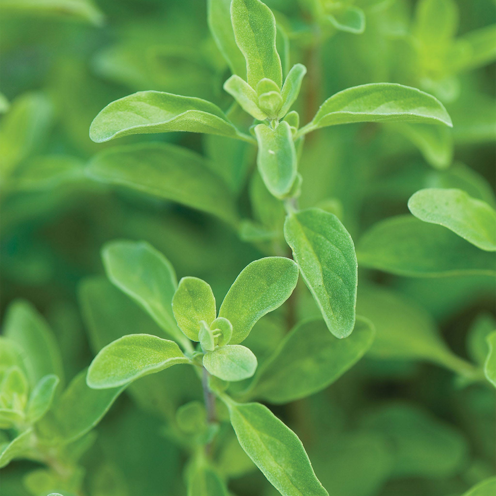 Sweet Marjoram Seeds &amp;amp; Plant