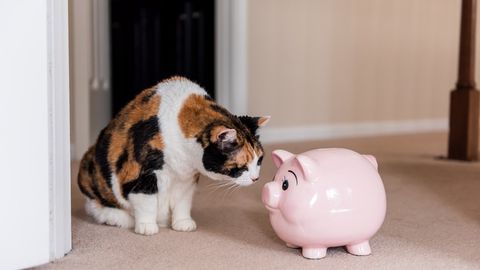 How to get cheaper pet insurance | PetsRadar