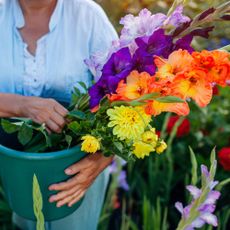 Gardener harvests gladiolus flowers