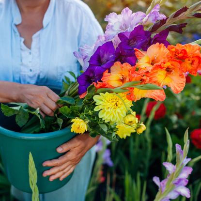 Gardener harvests gladiolus flowers