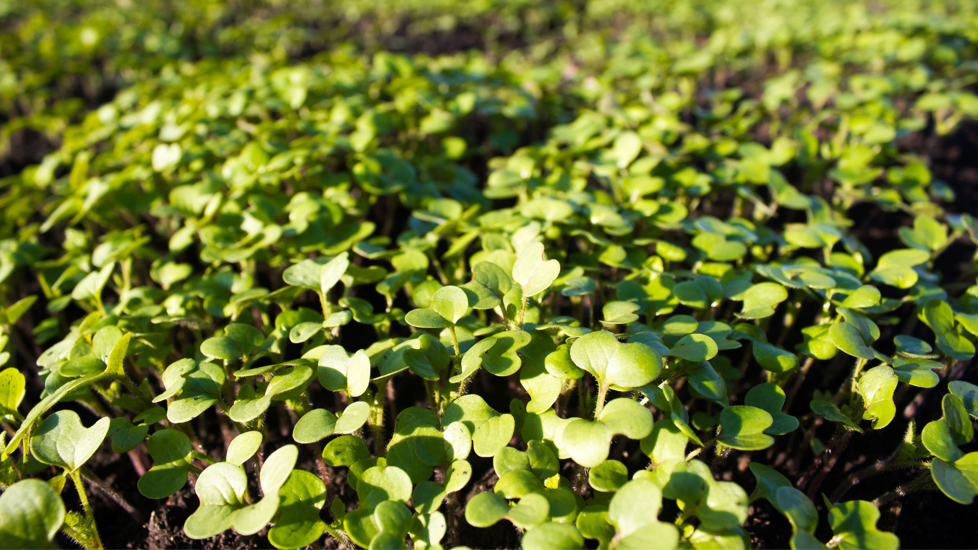 Mustard growing as green manure in garden