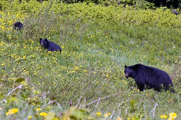 Whistler mountain is a natural habitat for lots of bears. Best to keep your distance here, folks.