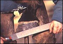 farrier2.jpg