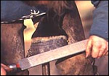 farrier2.jpg