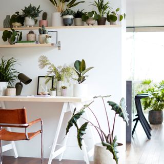 White desk and office wall with shelves full of green plants in pots and plants on the floor