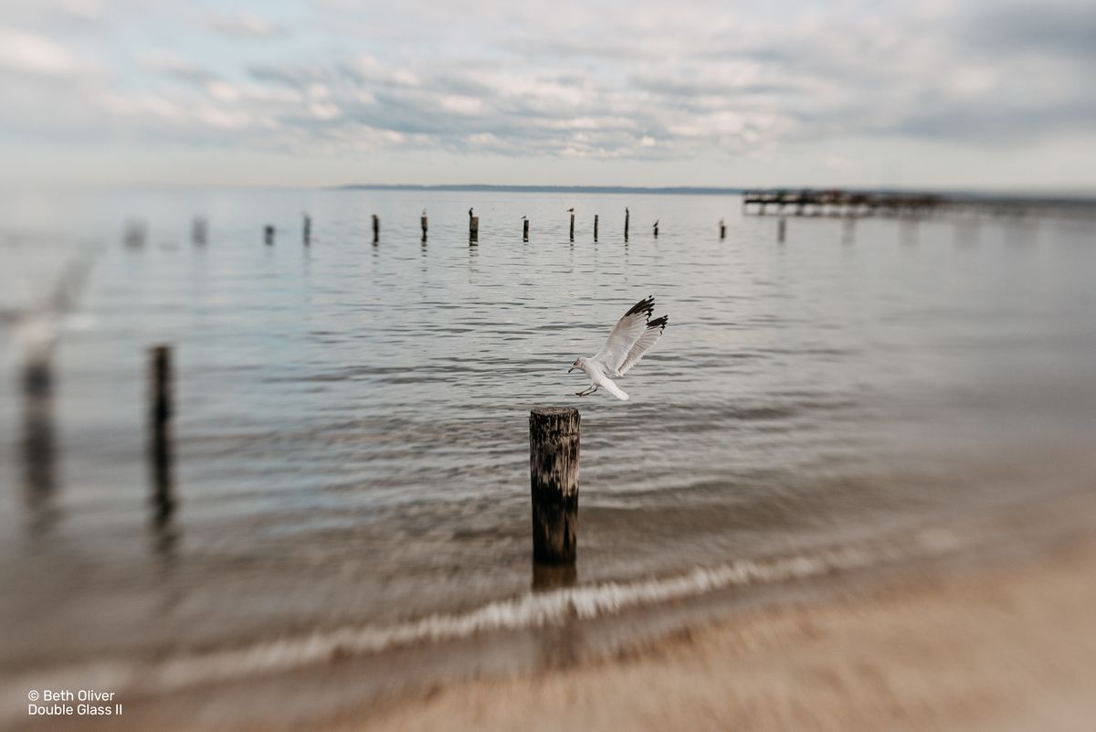 seagull shot on from lensbaby double glass ii