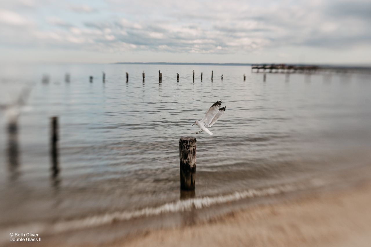 seagull shot on from lensbaby double glass ii