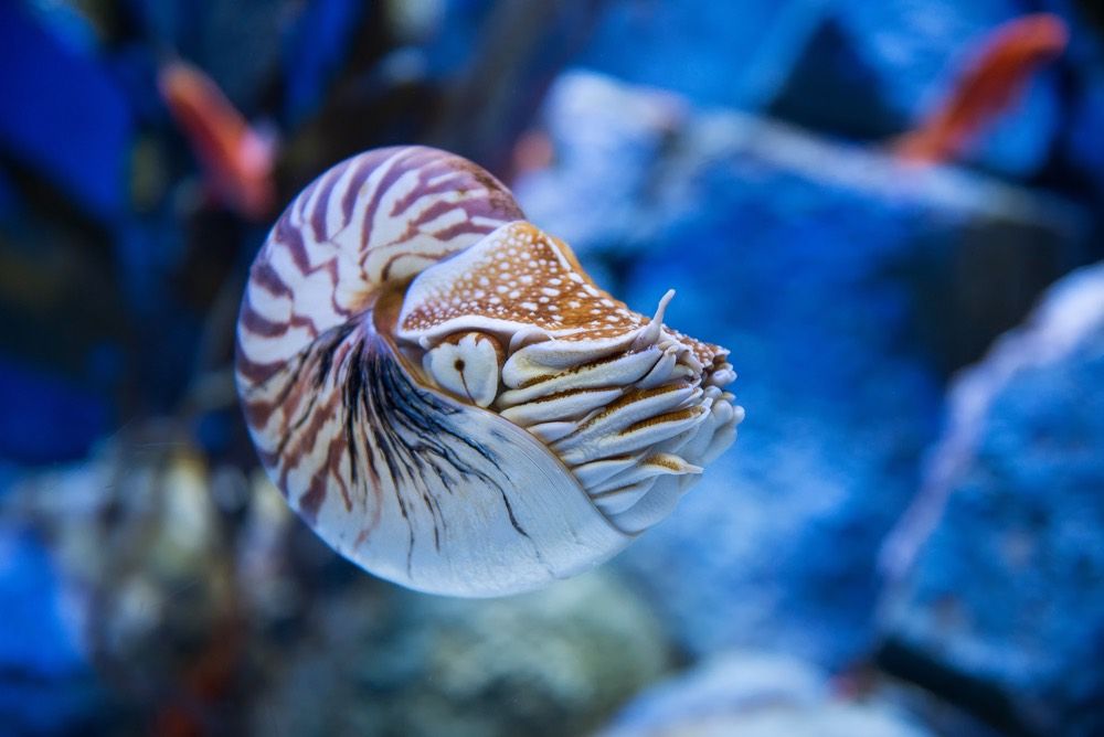 Nautlius seem to be solitary creatures, but when they get together they can spend hours mating. Here, a chambered nautilus (&lt;em&gt;Nautilus pompilius&lt;/em&gt;).