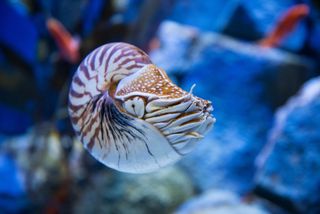 Nautlius seem to be solitary creatures, but when they get together they can spend hours mating. Here, a chambered nautilus (<em>Nautilus pompilius</em>).