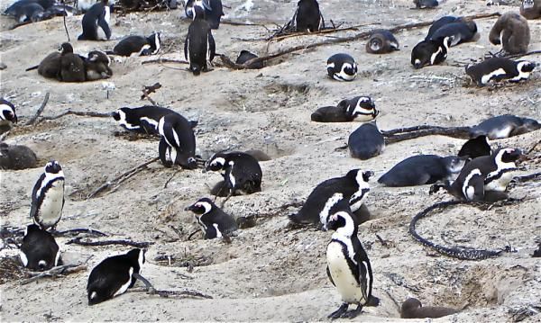 african-penguins-colony-110304-02