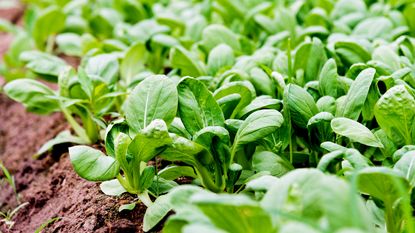 Pak choi plant growing in ground