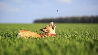 Corgi playing with butterfly