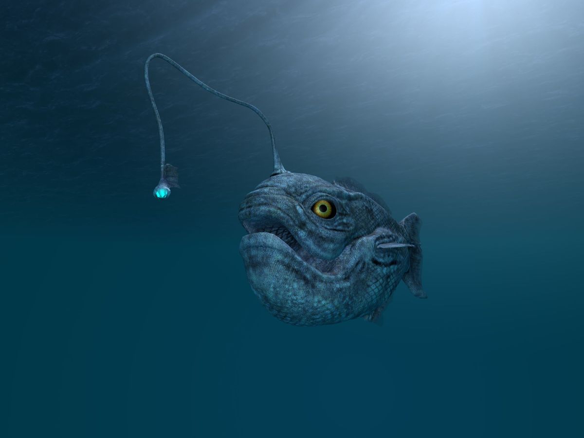 deep sea fish with light lure