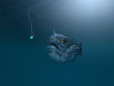 An illustration of an anglerfish.