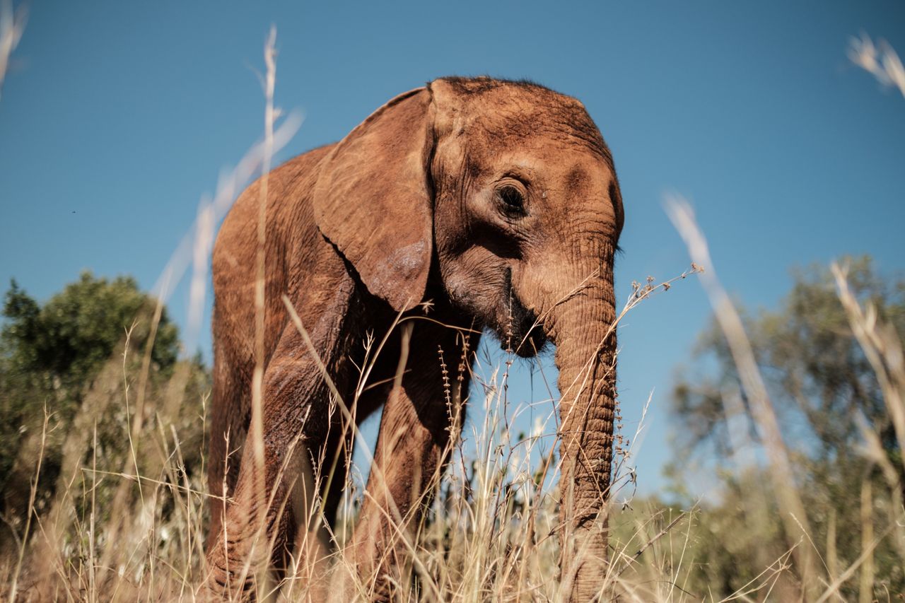 African elephant. 