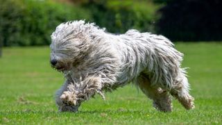 Komondor "mop dog" running