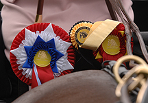 driving-rosettes.jpg