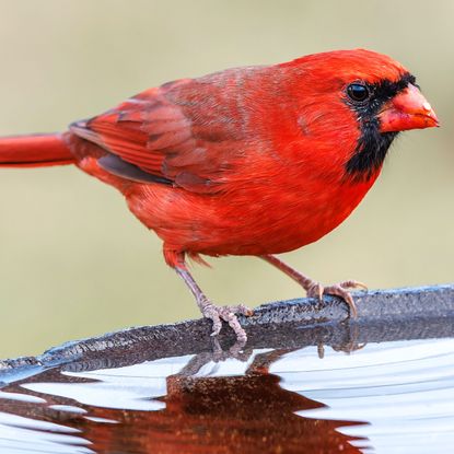 northern cardinal sitting on rim of stone bird bath