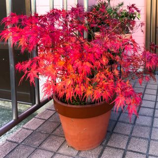 Potted Inaba Shidare typical ornametal Japanese maple - stock photo