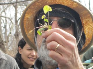 Steve Brill holds a young garlic mustard plant. He recommends this wild green go into salads.