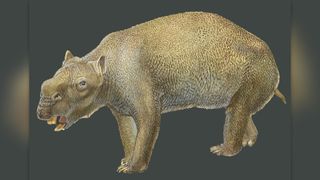 A painting of the now-extinct marsupial Diprotodon. 