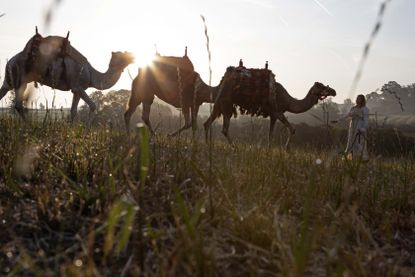 Camels