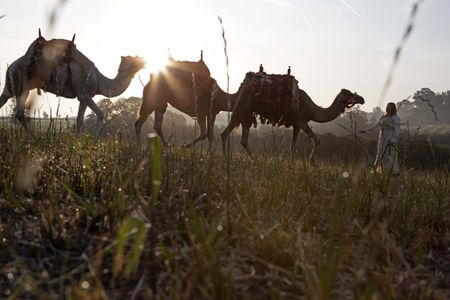 Camels