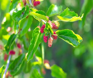 Red Mulberry Tree foliage