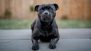 Staffordshire Bull Terrier