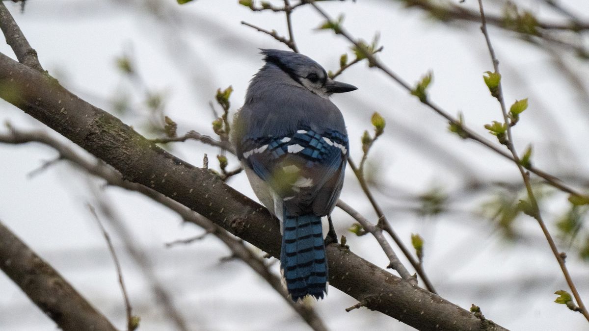 Nokin Z9 Experiential