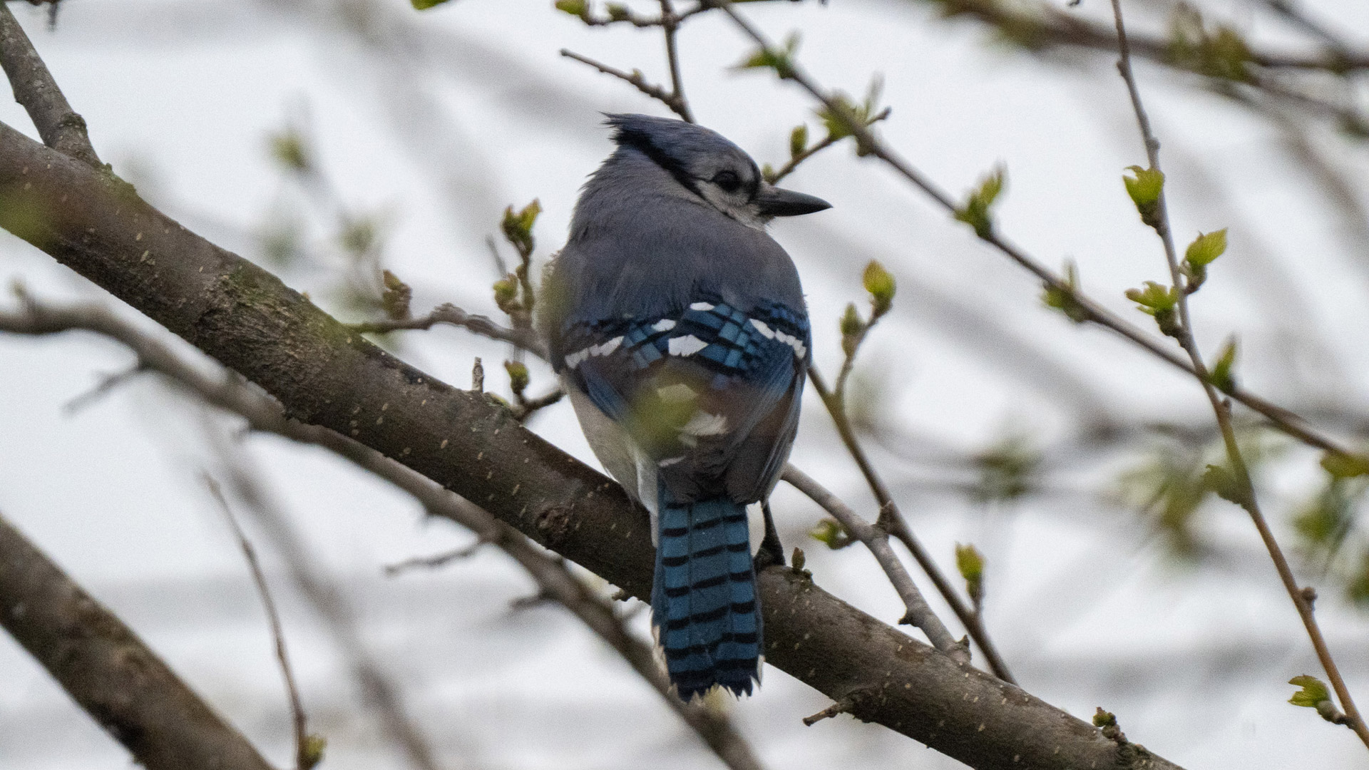 Nokin Z9 Experiential