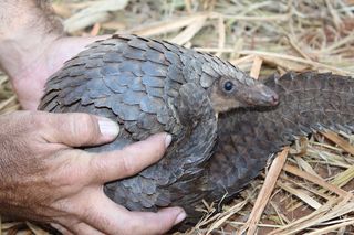A pangolin curled into a ball