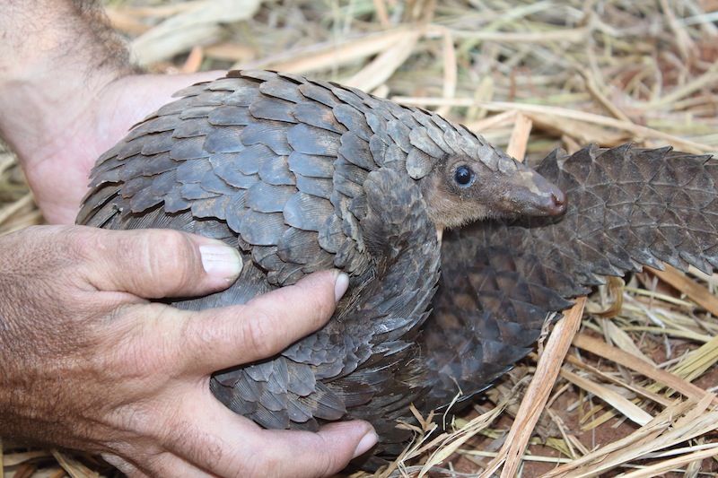 Pangolin Photos: Scaly Mammals Threatened With Extinction | Live Science