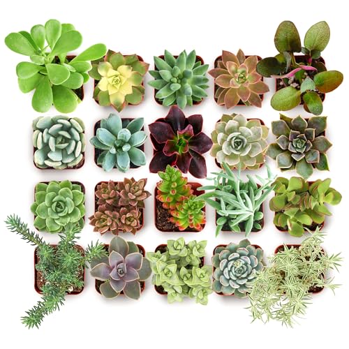 Shop Succulents Collectors Succulent Plant Pack Collection - Live Mini Succulent Plants, Low Maintenance, Colors & Textures - Wedding & Party Favors, Gift & Garden, Pack of 20
