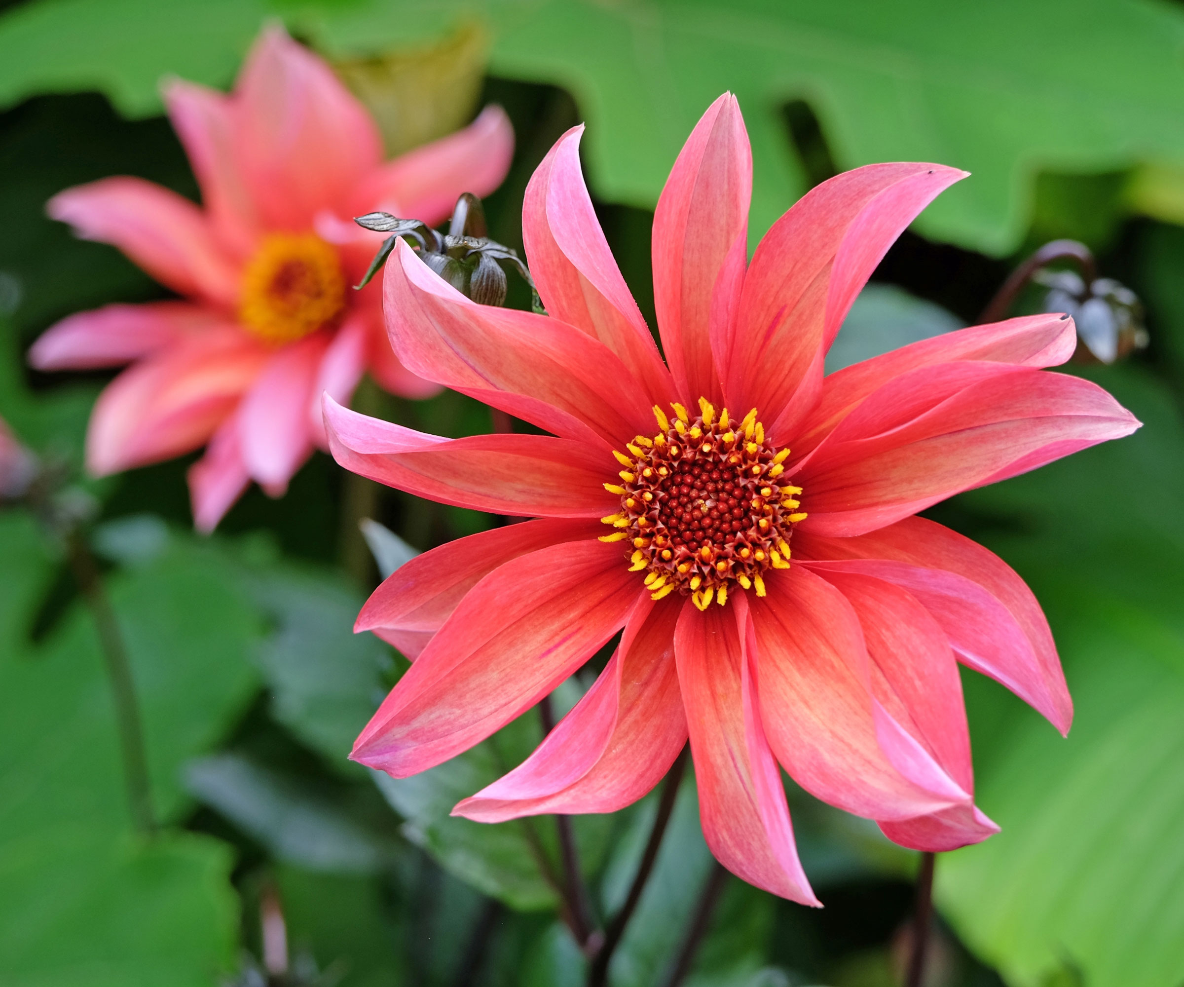 dahlia Waltzing Mathilda flowers